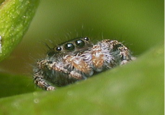Misunderstood Spider