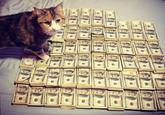 CashCats