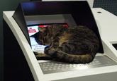 CashCats