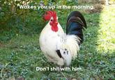 Chicken flu in balance/Don't shit with him