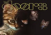 The Kitten Covers