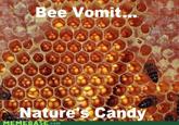 Bees