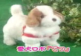 Tetsu the Robot Pet Dog