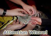 Attention Whore