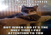 The Most Interesting Cat in the World