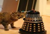 LOLcats