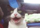 Cats
