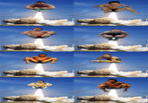 Perfectly Timed Photos