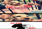 Oh God Why