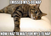 First World Problems Cat