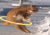 Dodge Cat