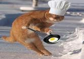 Dodge Cat