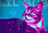 Lil Bub