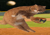 Dodge Cat