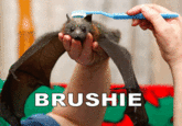 Brushie Brushie Brushie