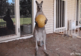 Cute Animals