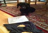 Dogshaming