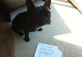 Dogshaming