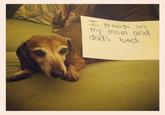 Dogshaming