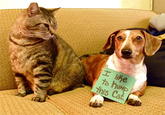 Dogshaming