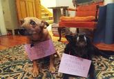 Dogshaming