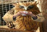 Birds with Arms