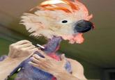 Birds with Arms
