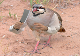 Birds with Arms