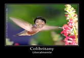 Colibritany