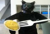 Spaghetti Cat