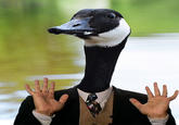 Birds with Arms