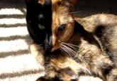 Venus the Two Faced Cat