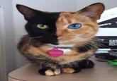 Venus the Two Faced Cat