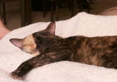 Venus the Two Faced Cat