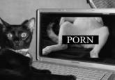 Online Pornography