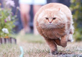 Bullet Cat