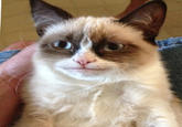 Grumpy Cat