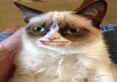 Grumpy Cat