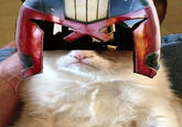 Grumpy Cat