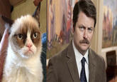 Grumpy Cat