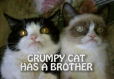 Grumpy Cat