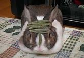 Pancake Bunny