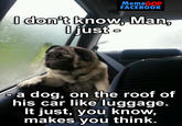 Introspective Pug