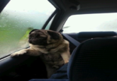 Introspective Pug