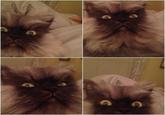 Colonel Meow