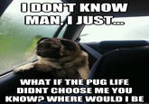Introspective Pug