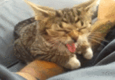 Lil Bub
