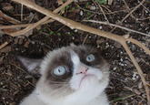 Grumpy Cat
