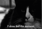 Henri, Le Chat Noir