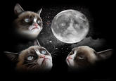 Three Wolf Moon